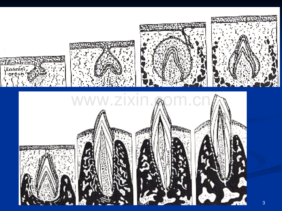 牙齿的发育过程.ppt_第3页