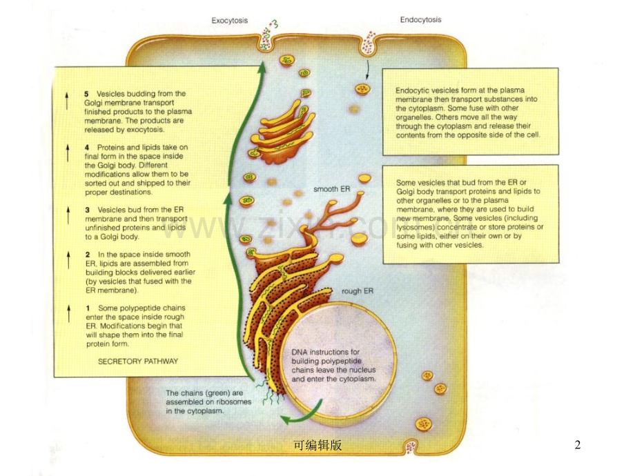 细胞的内膜系统B——内质网.ppt_第2页