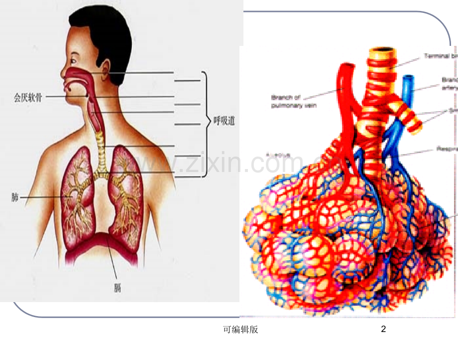 细胞的基本结构(8).ppt_第2页