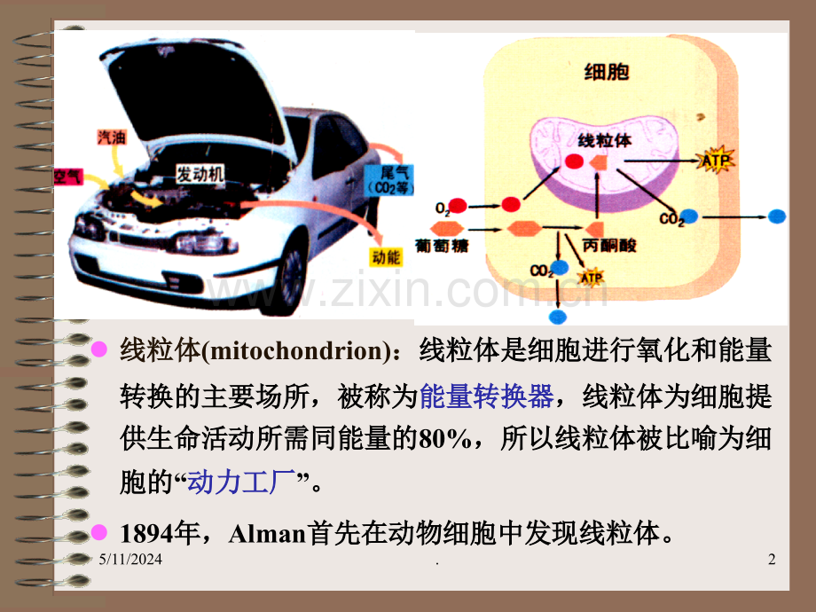 [细胞生物学]线粒体.ppt_第2页