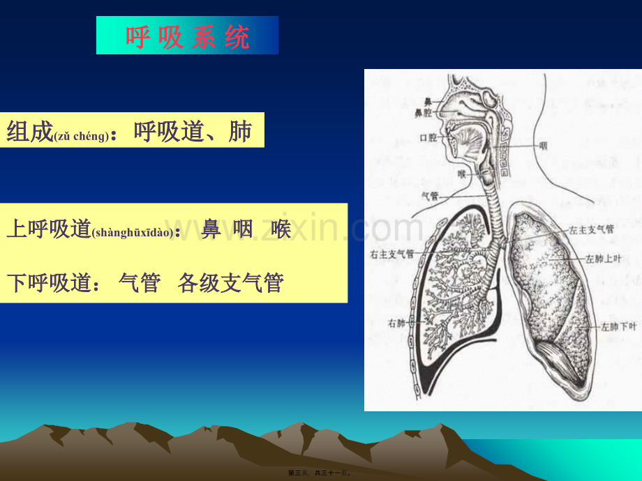 呼吸系统总论急支.ppt_第3页