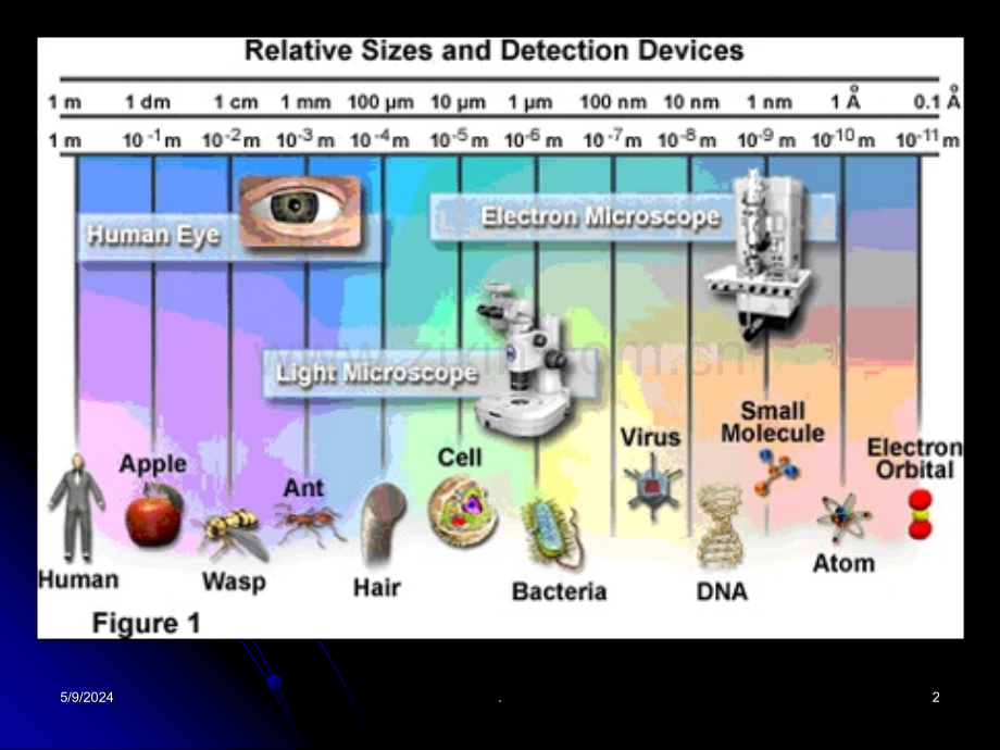 微生物-显微镜和显微技术-完整.ppt_第2页