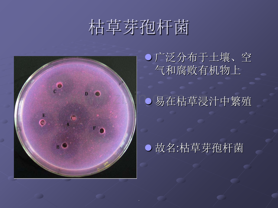 枯草芽孢杆菌.ppt_第3页