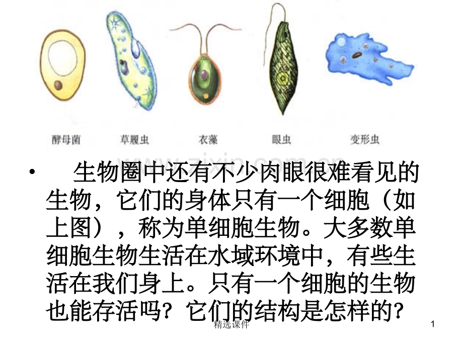 单细胞生物体.ppt_第1页