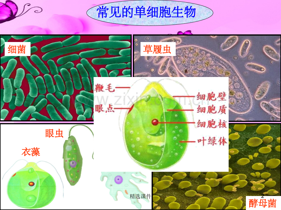 单细胞生物体.ppt_第2页