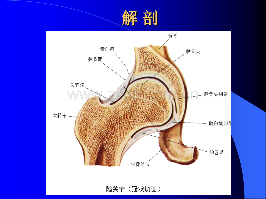 髋关节腔注射术.ppt_第3页