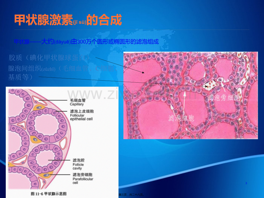 甲状腺激素不敏感综合征.pptx_第3页