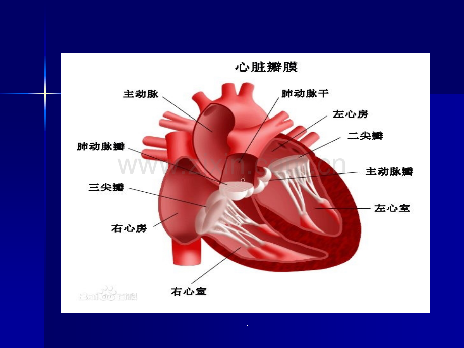 抗心律失常药的分类.ppt_第3页