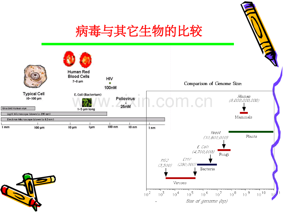 第二章病毒的基本特征.ppt_第3页