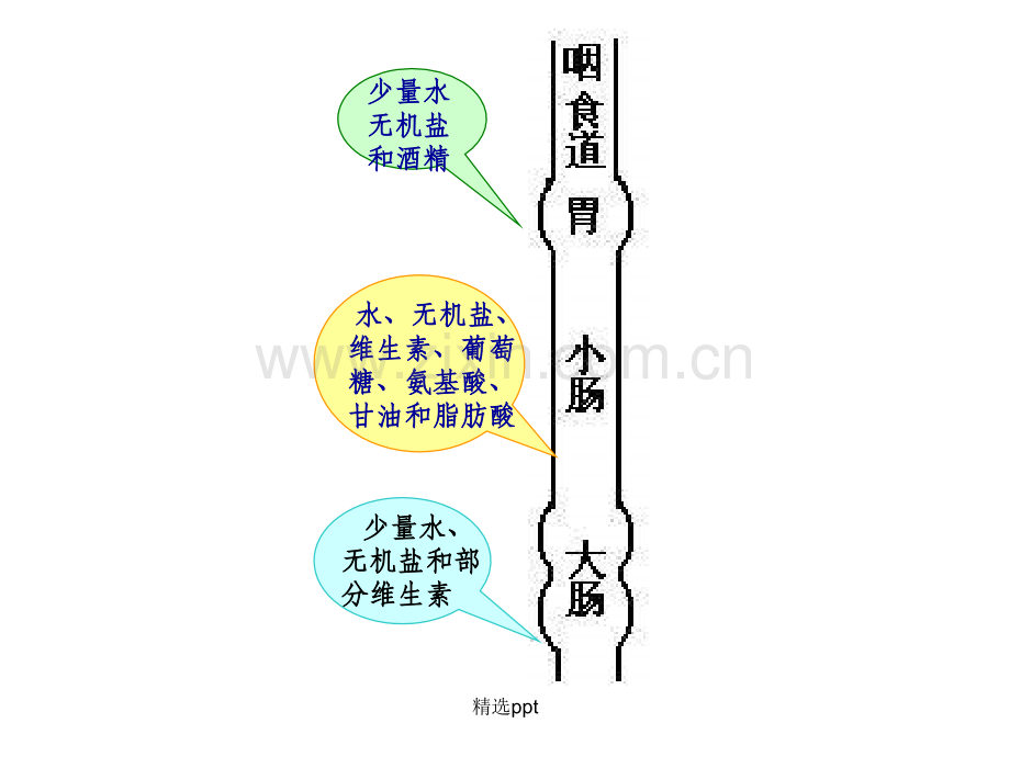 血液的组成及功能.ppt_第1页