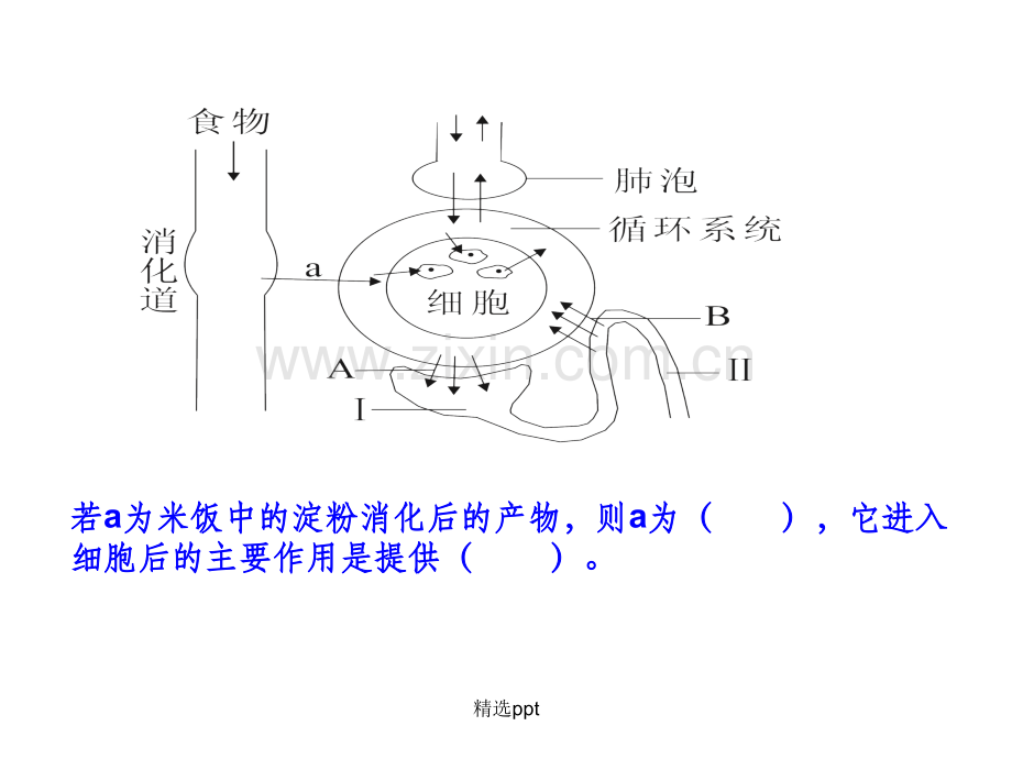 血液的组成及功能.ppt_第2页