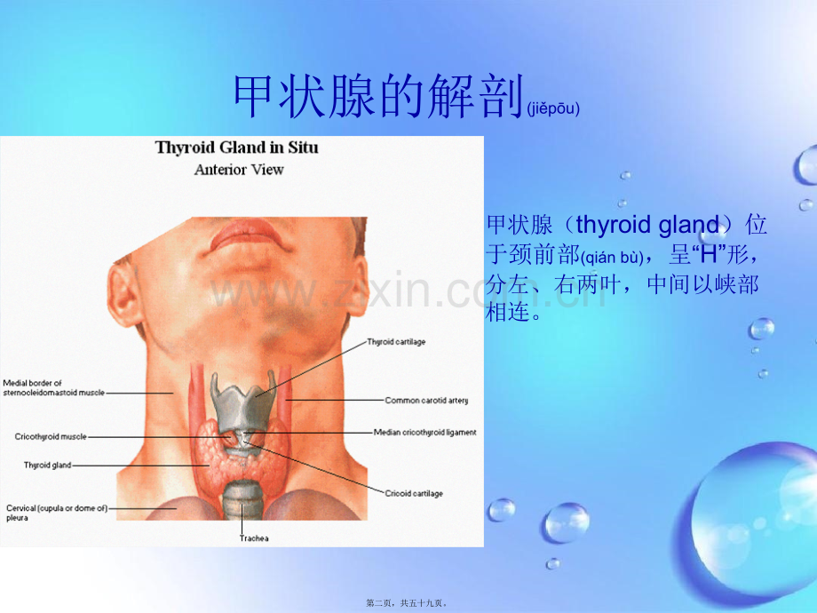 甲状腺病变的影像学表现.pptx_第2页