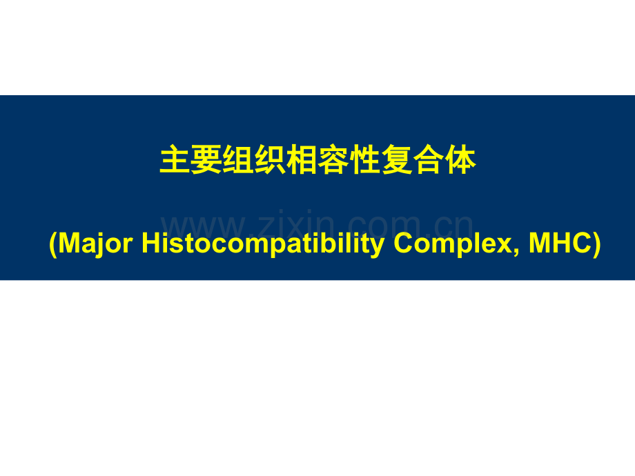 主要组织相容性复合体-MHC.ppt_第1页