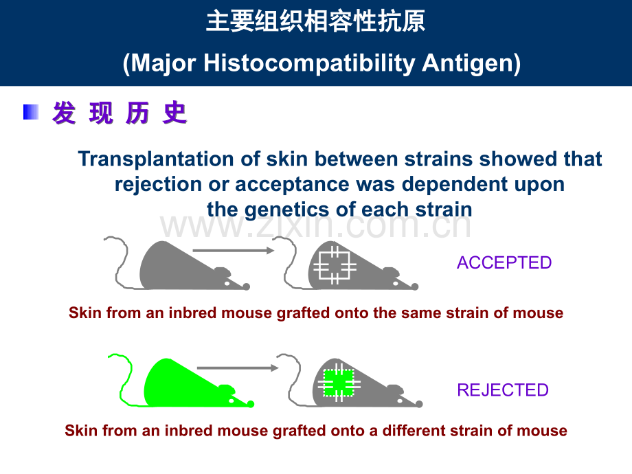 主要组织相容性复合体-MHC.ppt_第2页