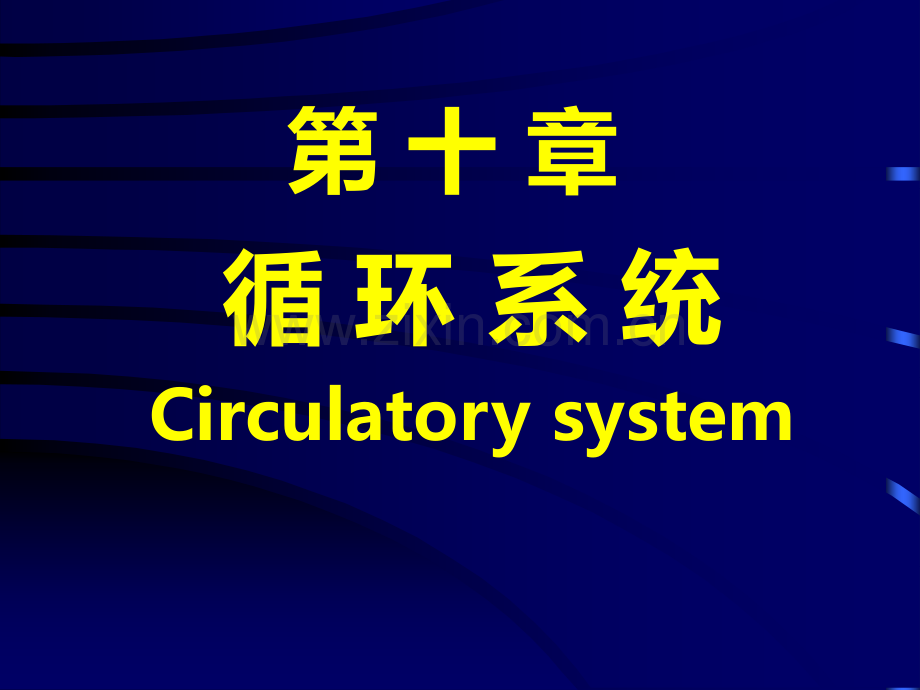 组织学与胚胎学循环系统.ppt_第1页