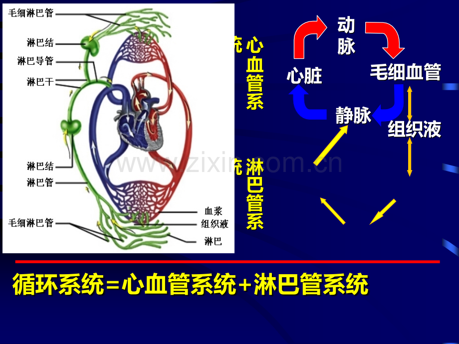 组织学与胚胎学循环系统.ppt_第2页