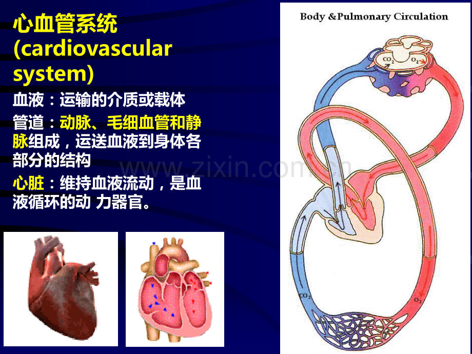 组织学与胚胎学循环系统.ppt_第3页