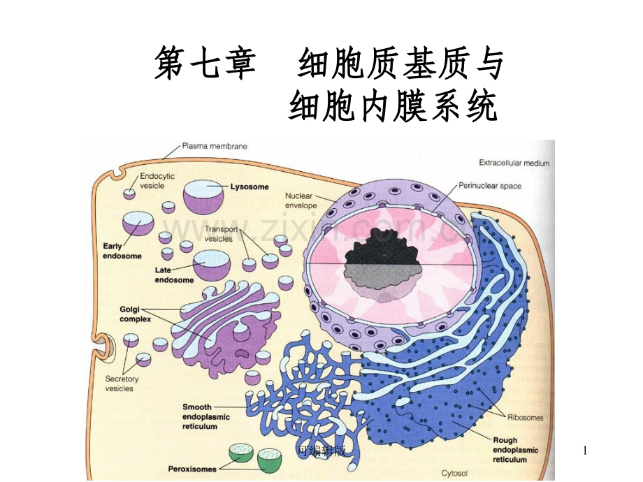 细胞质基质与细胞内膜系统(1).ppt_第1页