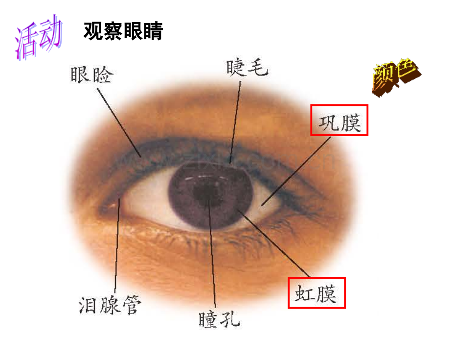 浙教版七年级下科学2.6透镜和视觉第三课时(新版).ppt_第2页