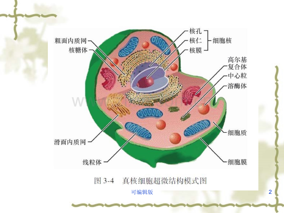 细胞的内膜系统与囊泡转运(2).ppt_第2页