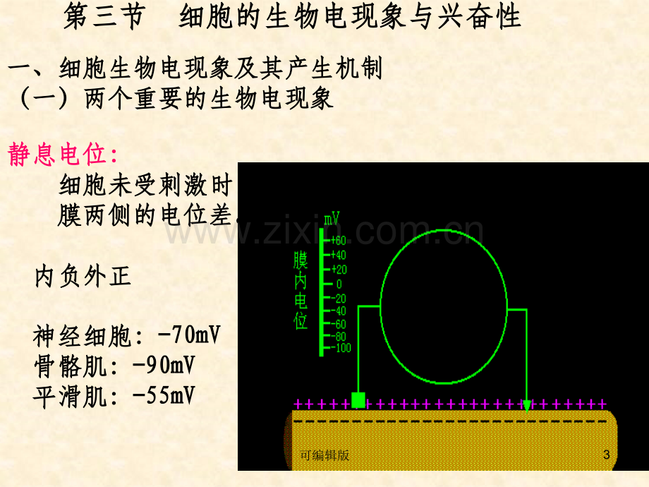 细胞的基本功能(7).ppt_第3页