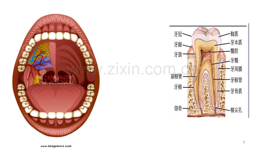 口腔护理-爱牙日.ppt_第2页