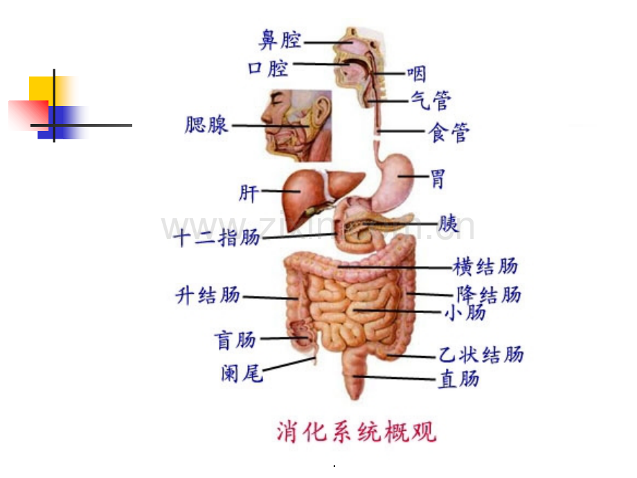 上消化道出血药物介绍.ppt_第2页