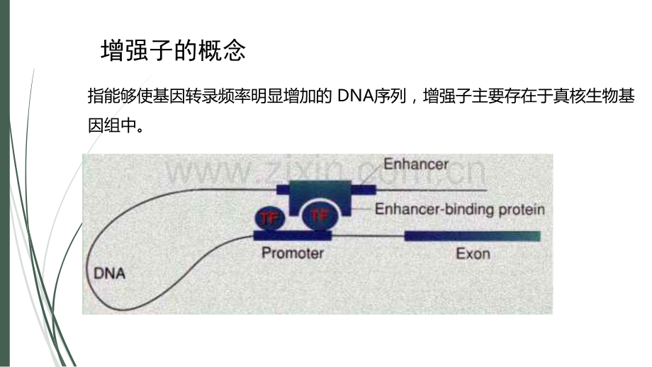 增强子的特点及其作用机制.ppt_第2页