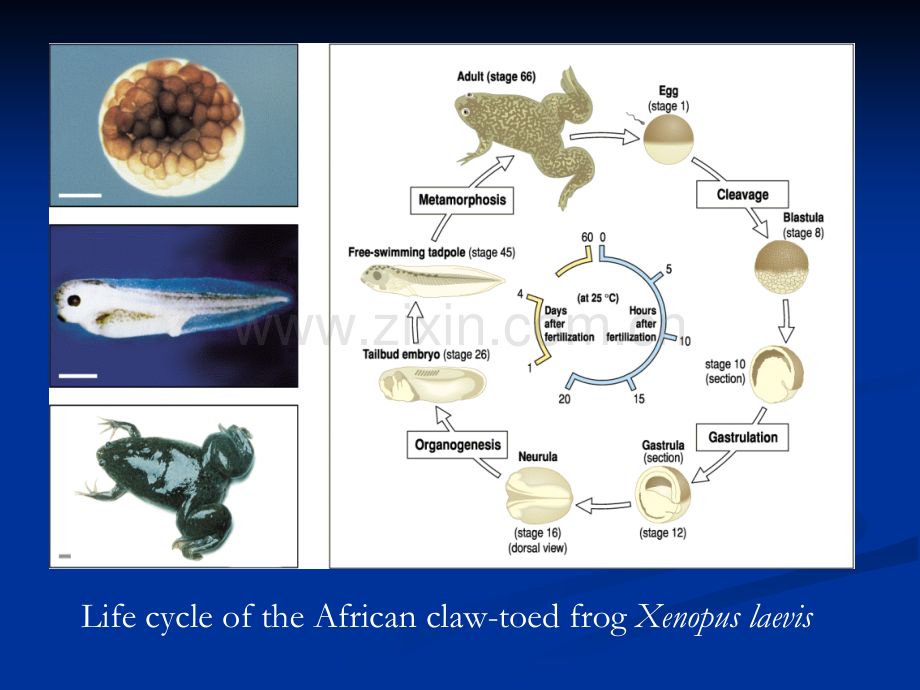 发育生物学第十一章脊椎动物胚轴形成.ppt_第3页