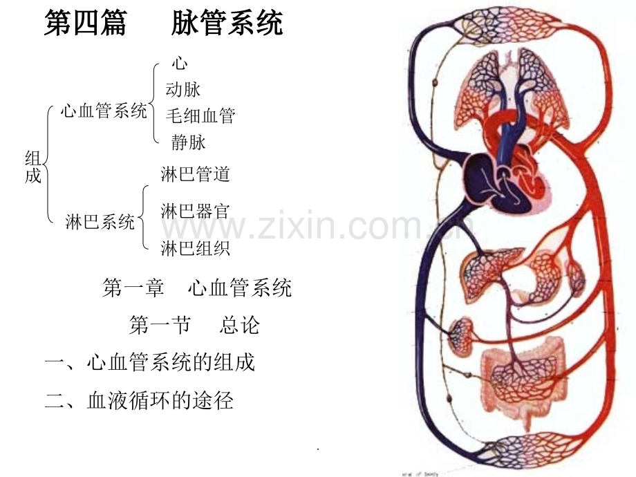 心脏解剖图.ppt_第1页