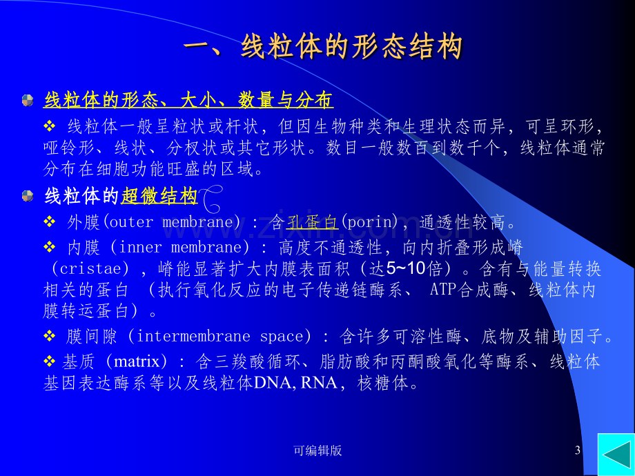 细胞的能量转换─线粒体和叶绿体.ppt_第3页