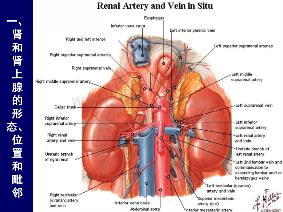 肾上腺和肾的断层解剖腹部断层解剖学人体断层解剖学.ppt_第2页