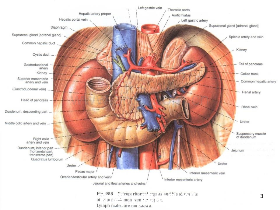 肾上腺和肾的断层解剖腹部断层解剖学人体断层解剖学.ppt_第3页