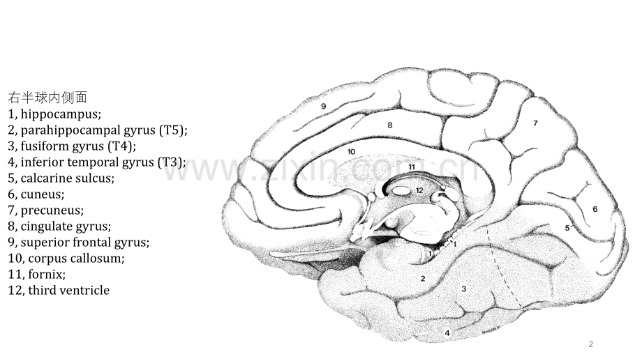 颞叶功能解剖海马.ppt_第2页