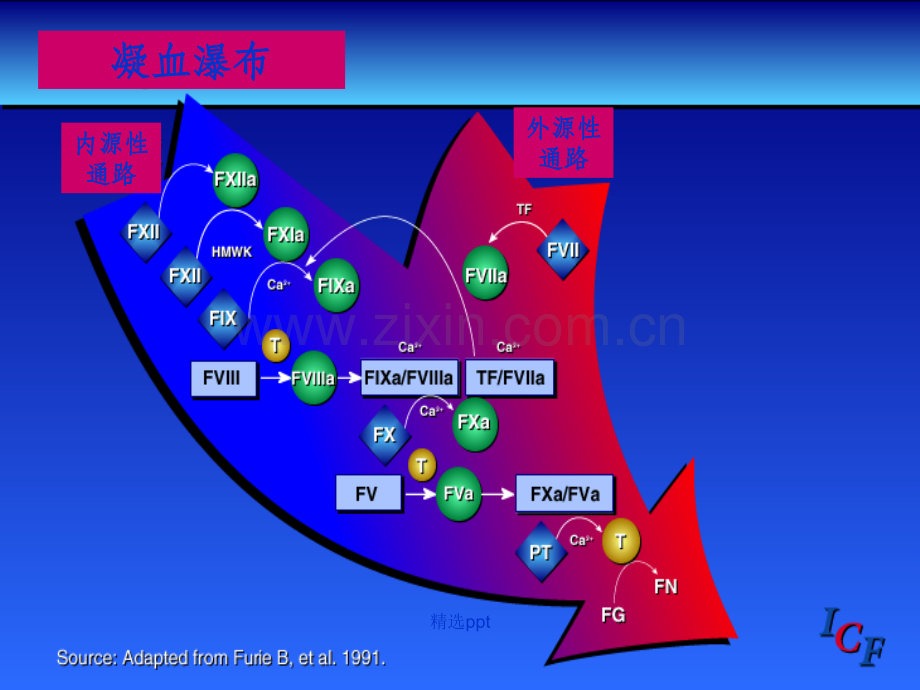 血液透析中抗凝剂的临床应用ppt课件.ppt_第3页