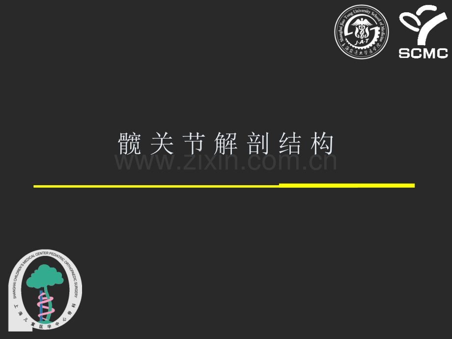 髋关节解剖.ppt_第1页