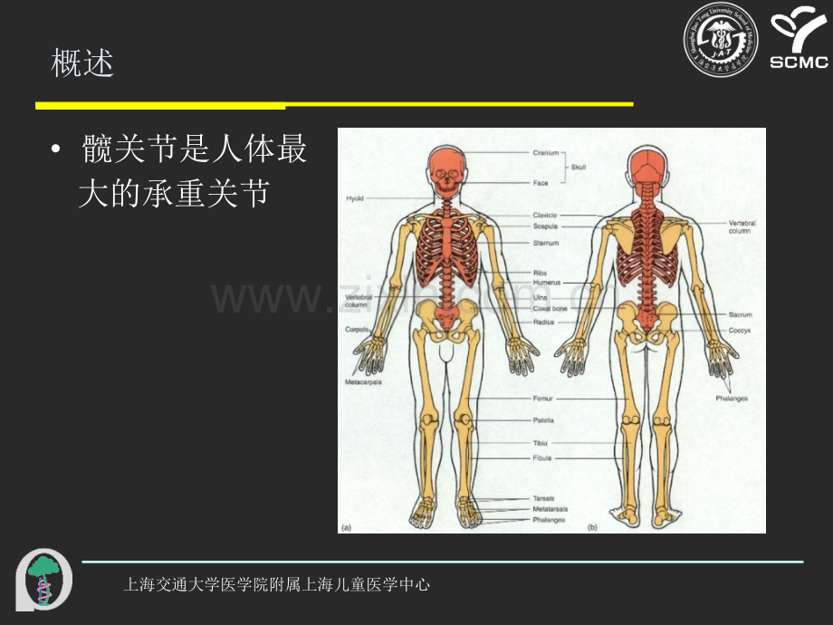 髋关节解剖.ppt_第2页