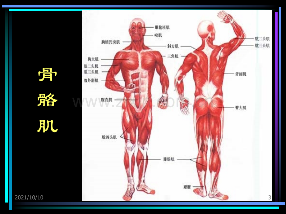 运动解剖学.ppt_第3页