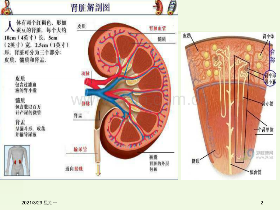 [诊断学]常用肾功能实验室检测全解.ppt_第2页