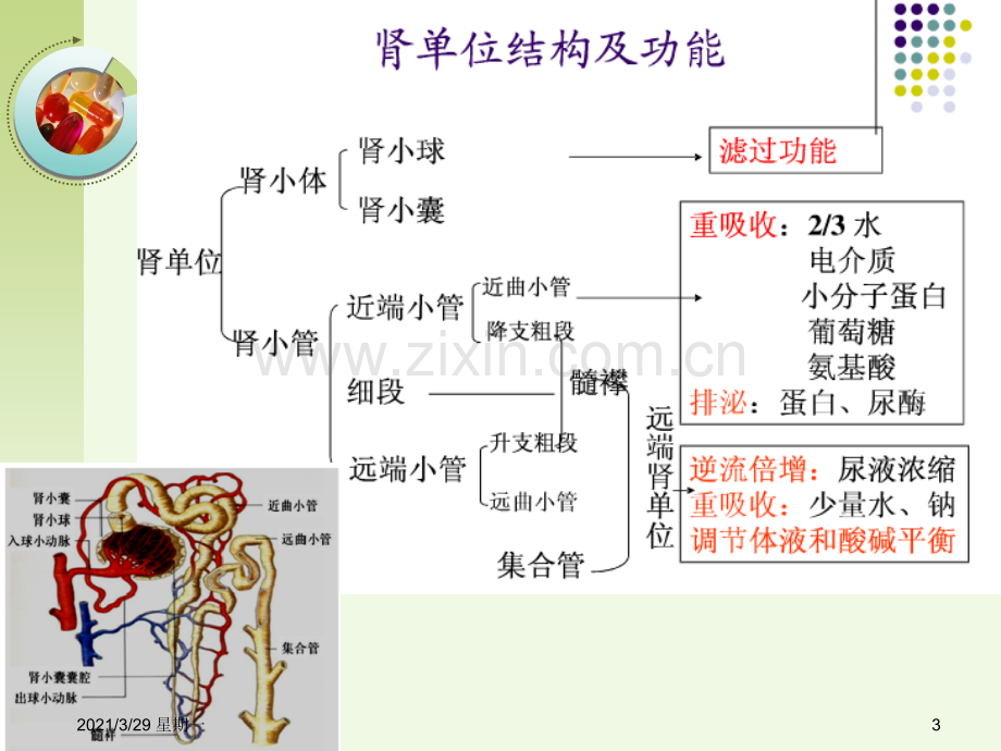 [诊断学]常用肾功能实验室检测全解.ppt_第3页