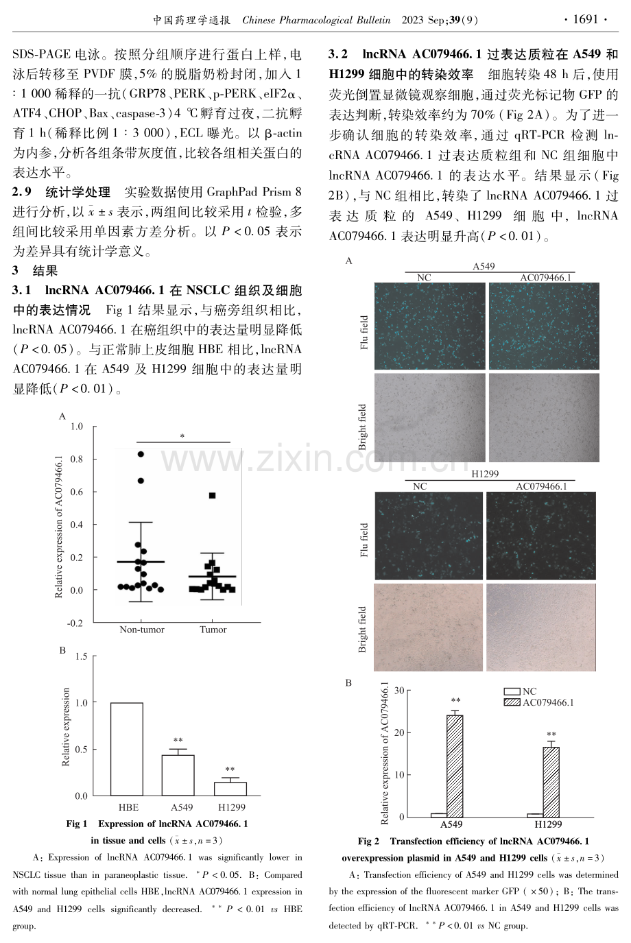 过表达lncRNA AC079466.1通过内质网应激信号通路对非小细胞肺癌细胞凋亡的影响.pdf_第3页