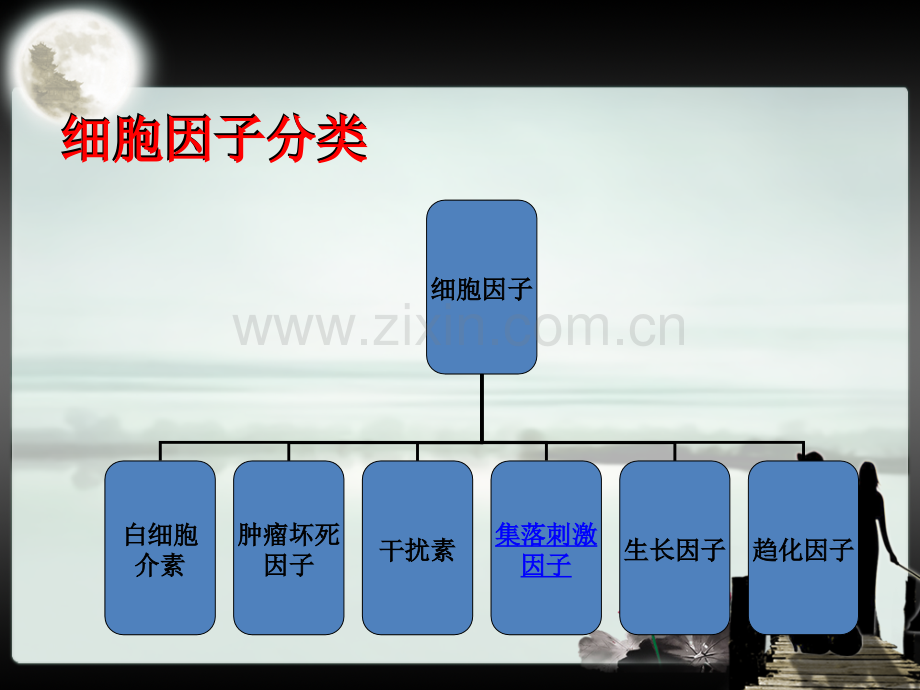 粒细胞集落刺激因子.ppt_第3页