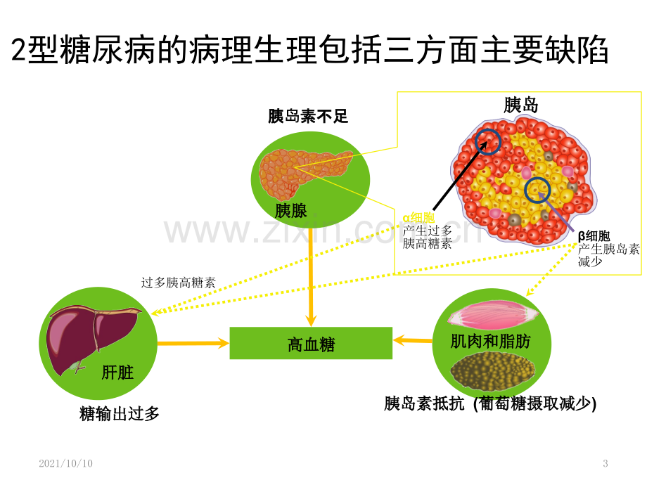 浅析GLP-1受体激动剂与DPP-4抑制剂.ppt_第3页