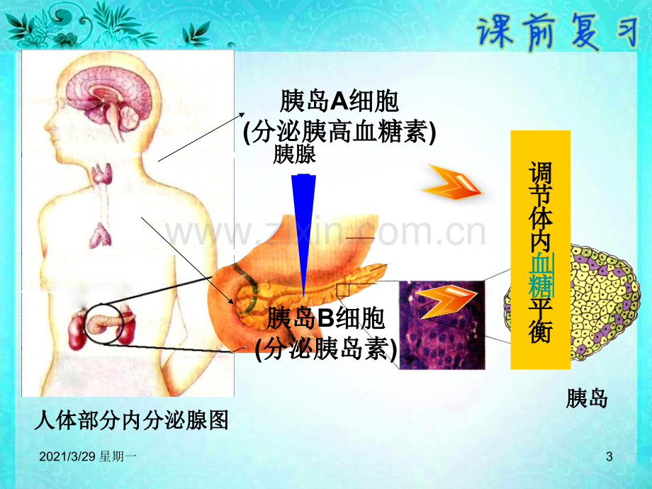 人体血糖平衡调节--激素调节实例.ppt_第3页