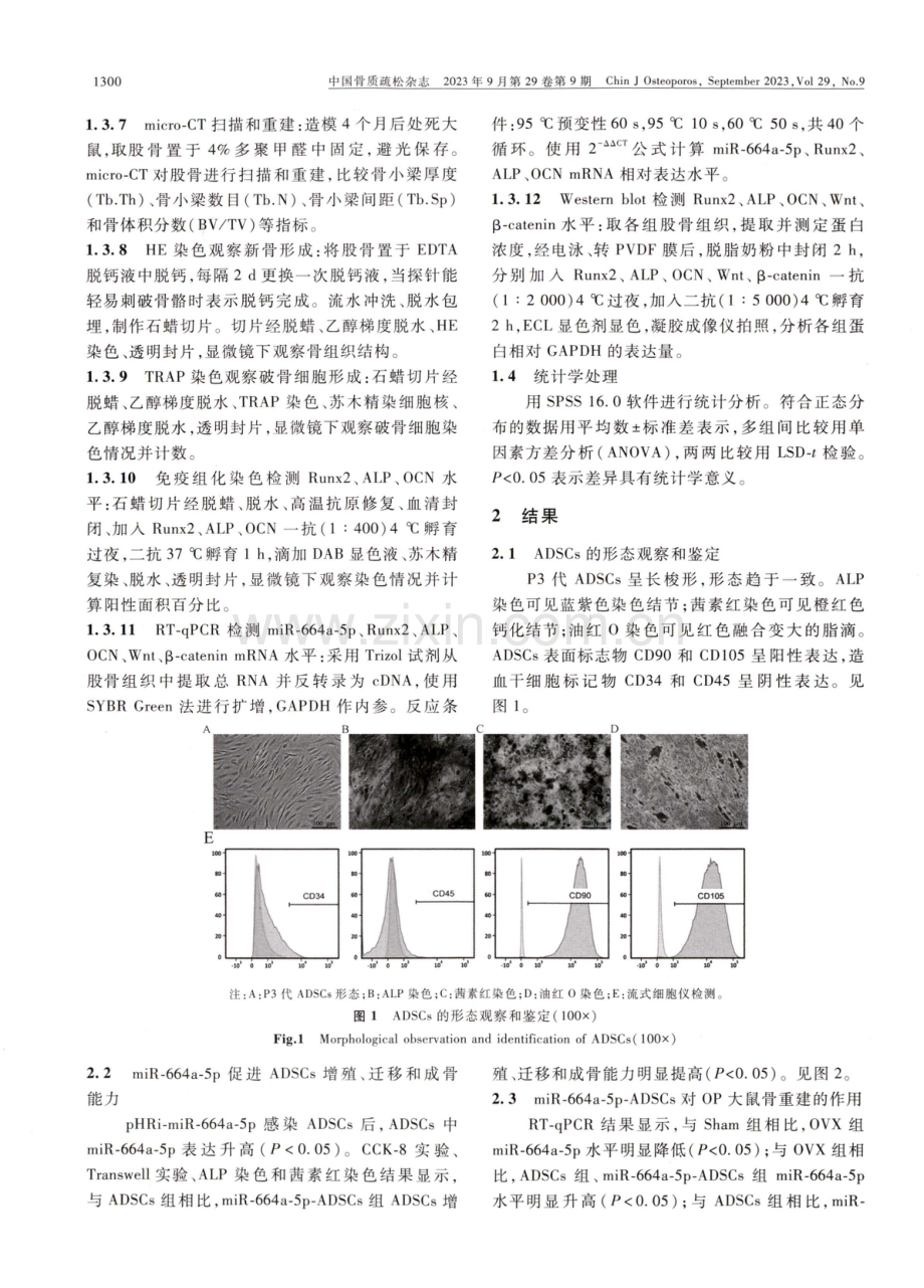 过表达miR-664a-5p激活Wnt_β-catenin信号通路促进骨质疏松大鼠骨重建.pdf_第3页