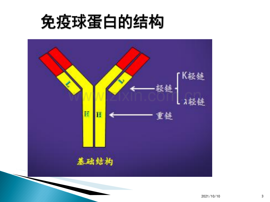 免疫球蛋白的检测与临床应用.ppt_第3页