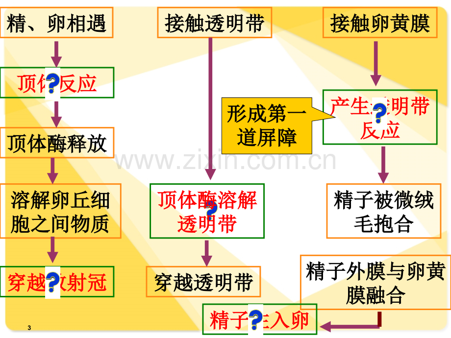 早期胚胎发育.ppt_第3页