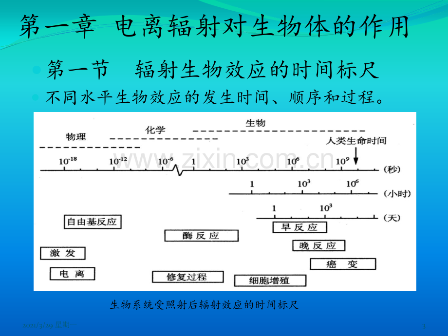 肿瘤放射治疗学的生物学基础.ppt_第3页