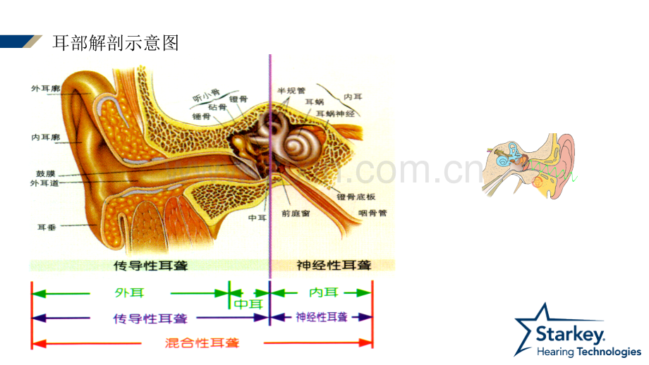 耳部解剖及生理.ppt_第2页