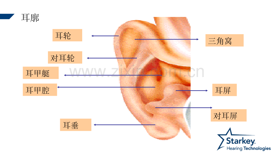 耳部解剖及生理.ppt_第3页